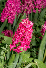 Obraz premium Common Hyacinth (Hyacinthus orientalis) in park, Moscow, Russia