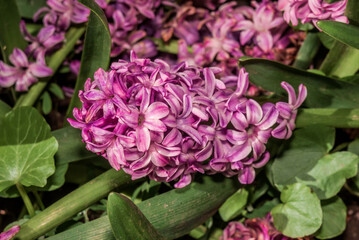 Common Hyacinth (Hyacinthus orientalis) in park, Moscow, Russia