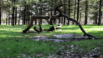 COSTRUZIONI BOSCHIVE