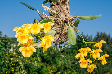 Lindley's Dendrobium (Dendrobium lindleyi) in greenhouse