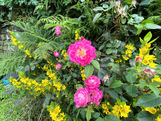 Wild pink and yellow flowers, growing in a green hedgerow near, Sowerby Bridge, UK