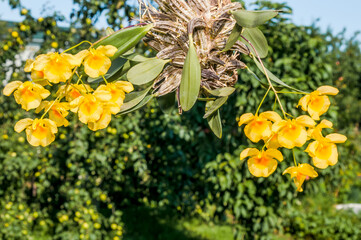 Lindley's Dendrobium (Dendrobium lindleyi) in greenhouse