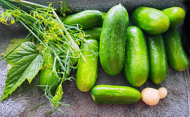 fresh cucumbers complete with dill and garlic for pickling and canning (salting)