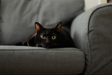 gato negro viendo a camara acostado en un sofa gris