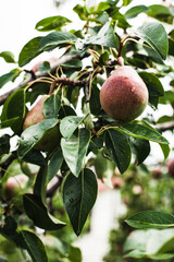 Fresh organic pears on tree branch
