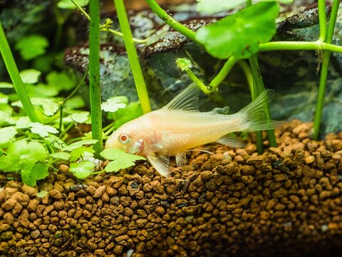 Closeup shot of an albino corydora catfish  on a tropical aquarium setup