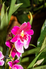 Pansy Orchid (Miltonia cv) in greenhouse