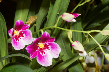 Pansy Orchid (Miltonia cv) in greenhouse