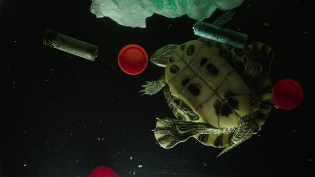 Little Turtle floating in dirty water, battery waste plastic bottle caps and plastic bag water pollution concept bottom view