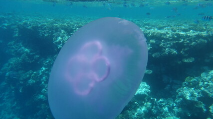 Jellyfish in Red sea