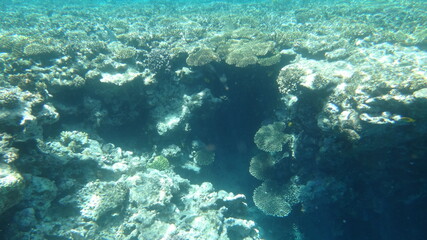 Naklejka na ściany i meble Red Sea diving