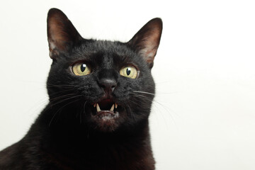 retrato de gato negro en estudio sobre fondo blanco - se le ven los dientes