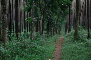 Fototapeta premium footpath in the forest