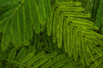 Detail of small green leaves of Persian silk tree (Albizia julibrissin) in garden. No focus,...