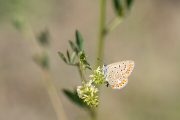 Lycaenidae / Çokgözlü Esmer / / Polyommatus agestis