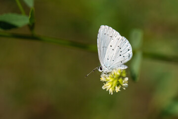 Lycaenidae / Kutsal Mavi / / Celastrina argiolus
