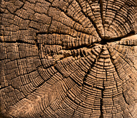 Fototapeta premium Old wooden background with annual rings and cracks. Slice from a ftree rings old weathered wood texture.