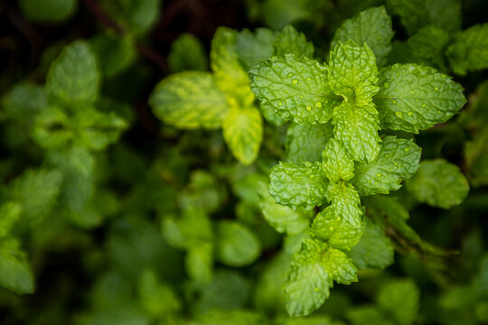 Mint background green leaves. Herb leaves grow in vegetable garden. Selective focus.