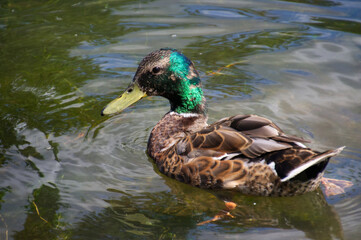 Male Mallard Duck Getting its Colors