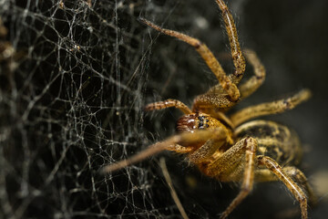 Spinne im Netz