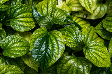 Fresh new green heart shaped leaves of Wild betel leaf bush or Piper sarmentosum plant in vegetable garden. Thai medicinal plants. Green leaf background. Selective focus.