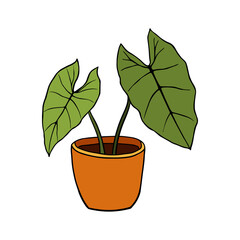 Hand drawn tropical Alocasia home plants. Scandinavian style illustration, modern and elegant home decor. Illustration of houseplants, indoor and office plants in pot.