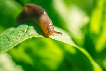 macro of a snail. slug on a leaf close-up. pest on plants.