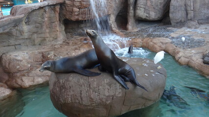 Sealions
