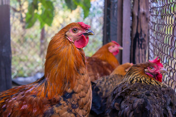 red chicken looking at the camera on background of another hens close up