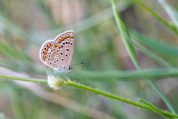 Lycaenidae / Çokgözlü Mavi / / Polyommatus icarus