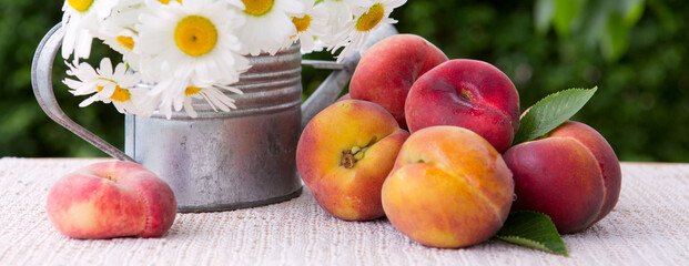 Ripe large peaches and daisies in a watering can isolated on green.