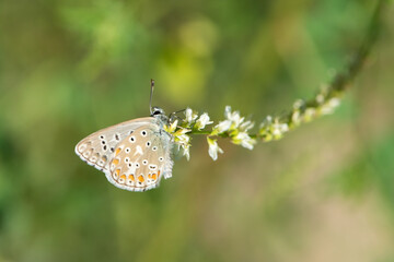 butterfly on a flower