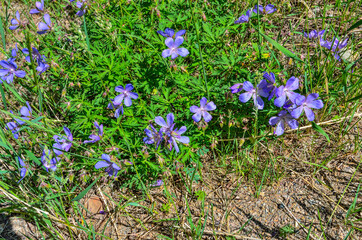 Purple flowers of Geranium meadow (Geranium pratense), or Crayfish meadow, or Meadow crane's-bill - flowering medicinal plant, the species of the genus Geranium, the family of geranium