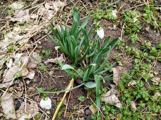 grass in the forest, the first flower