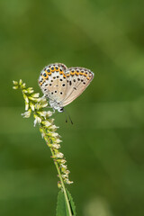 Lycaenidae / İdas Mavisi / / Plebejus idas