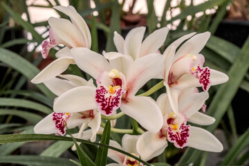 Obraz premium Boat Orchid (Cymbidium cv) in greenhouse