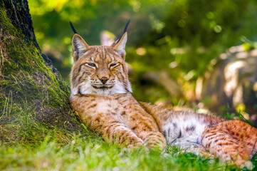 a wild lynx is hiding in the forest