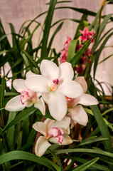 Boat Orchid (Cymbidium cv) in greenhouse