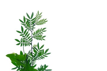 Tropical lead tree with leaves on white isolated background for green foliage backdrop and copy space 