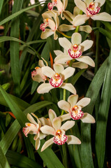 Boat Orchid (Cymbidium cv) in greenhouse