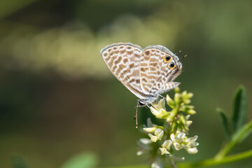 Lycaenidae / Mavizebra / / Leptotes pirithous