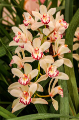 Boat Orchid (Cymbidium cv) in greenhouse