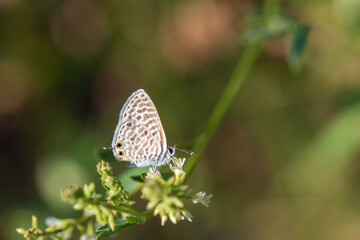 Lycaenidae / Mavizebra / / Leptotes pirithous
