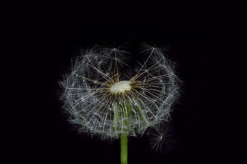 Low key photo on a common dandelion (Taraxacum officinale)