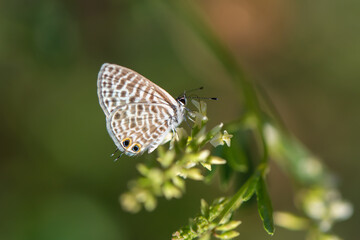 Lycaenidae / Mavizebra / / Leptotes pirithous