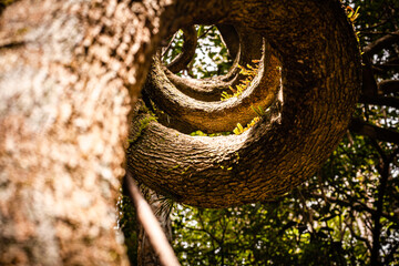 spiral tree trunk 