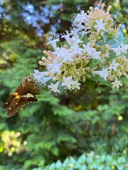 Butterfly on flower