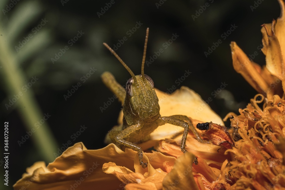 Poster macro shot of a grasshopper isolated on a dark background