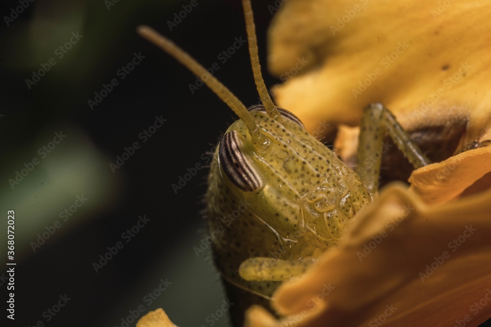 Poster macro shot of a grasshopper isolated on a dark background