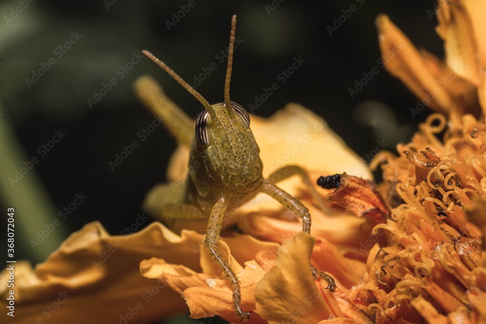 Poster macro shot of a grasshopper isolated on a dark background